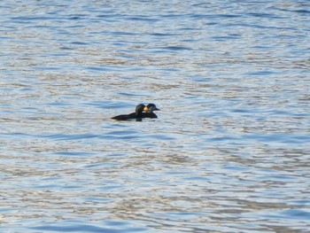 Black Scoter 茜浜 Sun, 1/19/2020