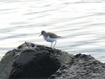 Common Sandpiper 茜浜 Sun, 1/19/2020