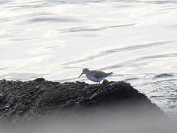 Dunlin 茜浜 Sun, 1/19/2020