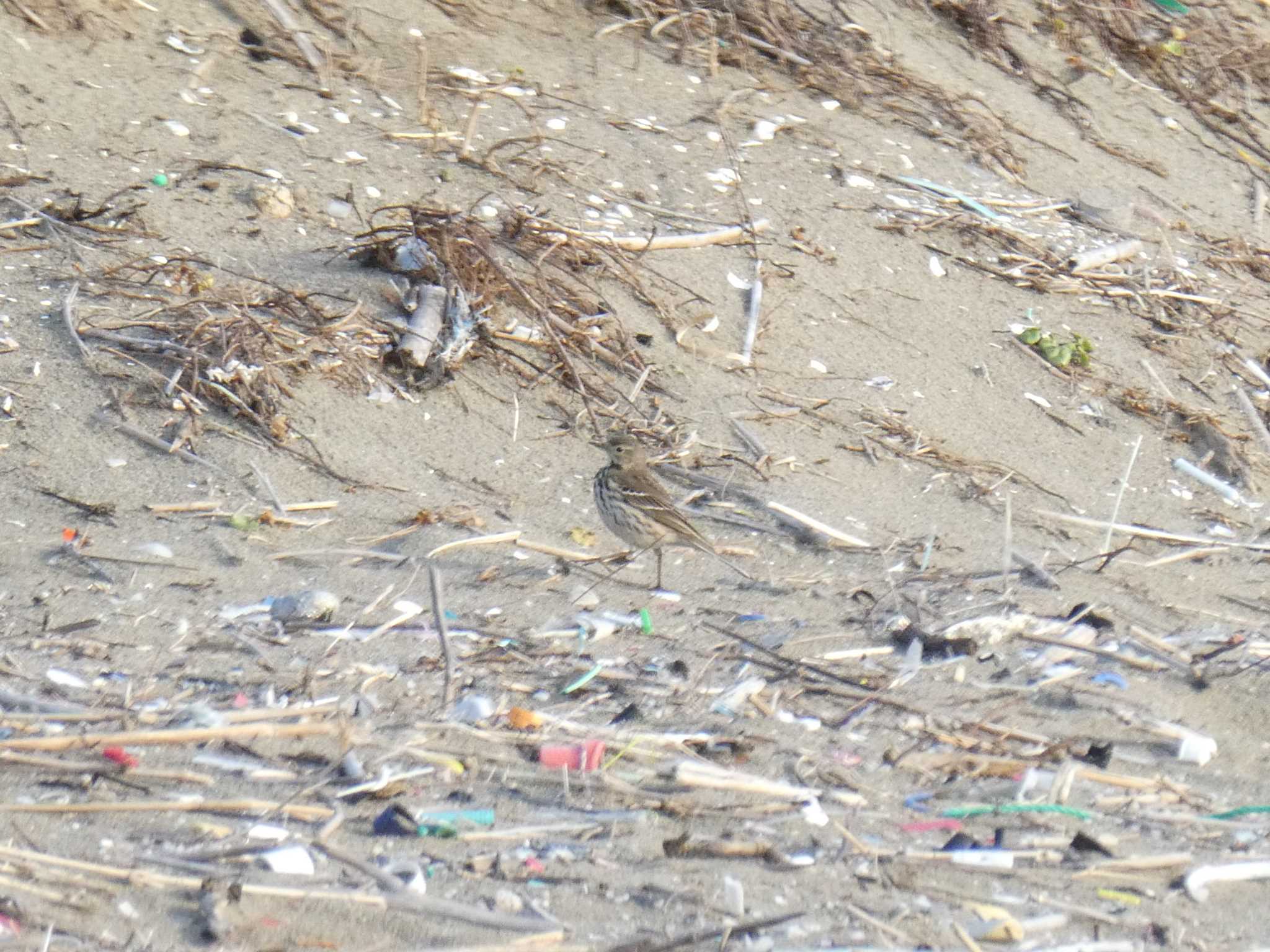 Photo of Water Pipit at 茜浜 by Mr.Quiet