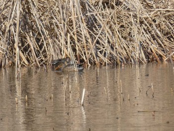 Northern Shoveler Yatsu-higata Sun, 1/19/2020