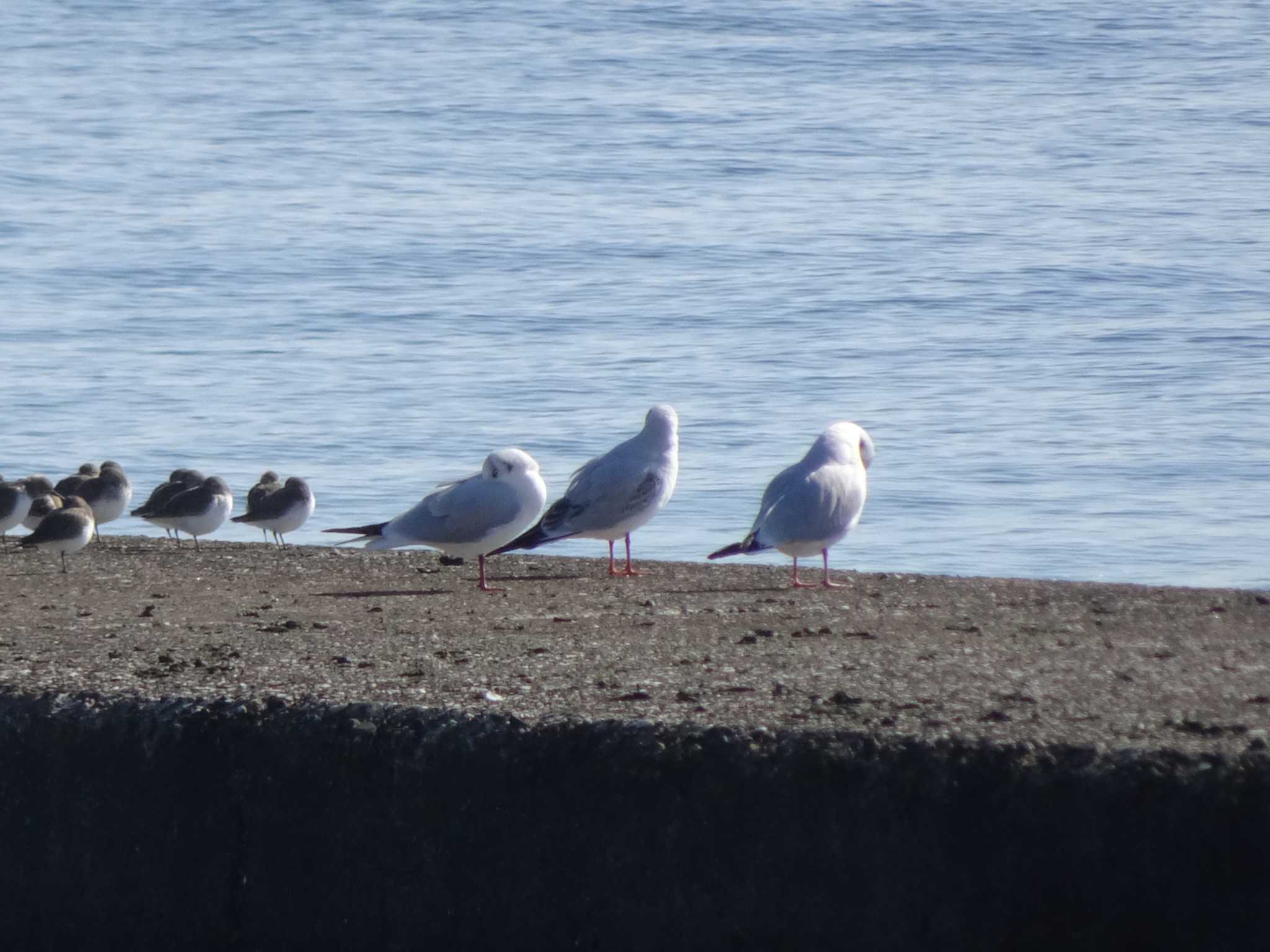 ふなばし三番瀬海浜公園 ユリカモメの写真 by Kozakuraband