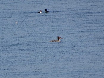 ウミアイサ ふなばし三番瀬海浜公園 2020年1月19日(日)