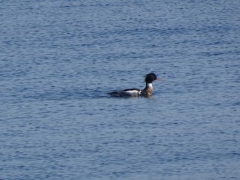 ウミアイサ ふなばし三番瀬海浜公園 2020年1月19日(日)