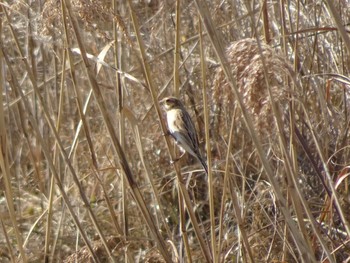 2020年1月19日(日) ふなばし三番瀬海浜公園の野鳥観察記録