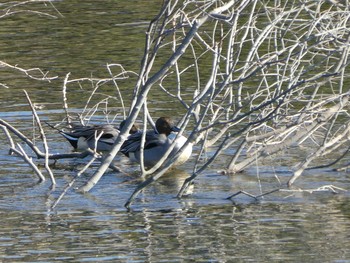 Northern Pintail Yatsu-higata Sun, 1/19/2020