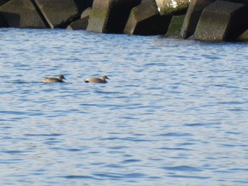 Gadwall 茜浜 Sun, 1/19/2020