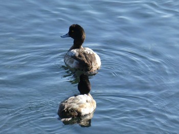 Greater Scaup Yatsu-higata Sun, 1/19/2020