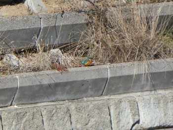 Common Kingfisher Yatsu-higata Sun, 1/19/2020