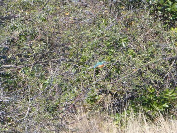 Common Kingfisher Yatsu-higata Sun, 1/19/2020