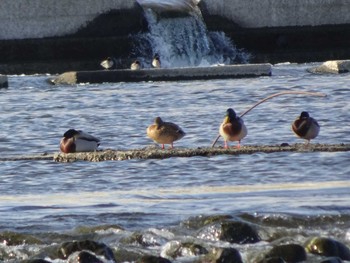 2020年1月19日(日) 多摩川二ヶ領宿河原堰の野鳥観察記録