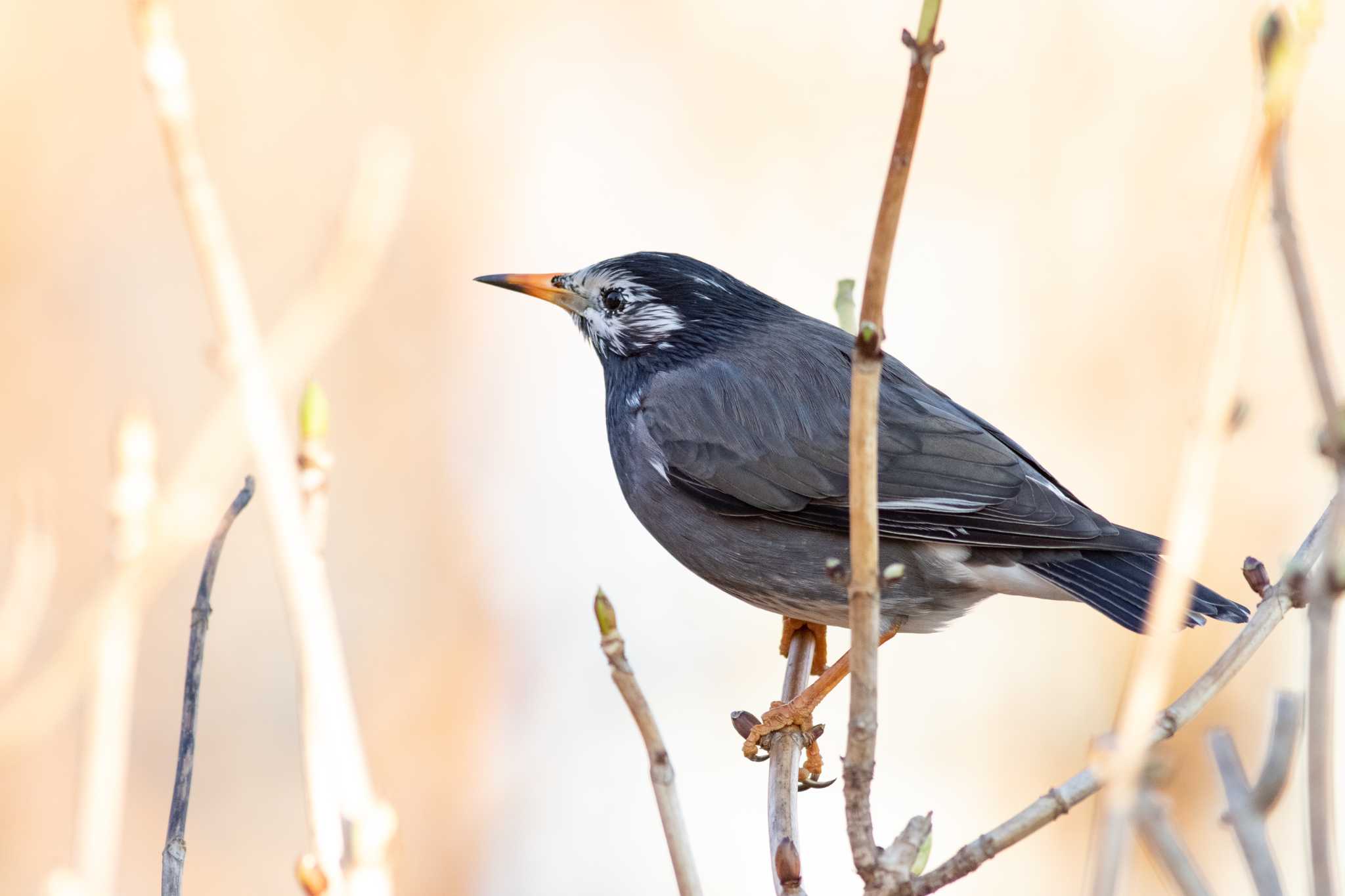 White-cheeked Starling