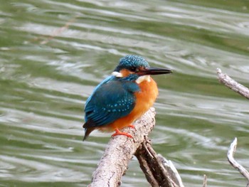 Common Kingfisher Hattori Ryokuchi Park Sun, 1/19/2020