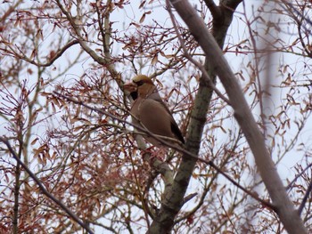 Hawfinch Hattori Ryokuchi Park Sun, 1/19/2020