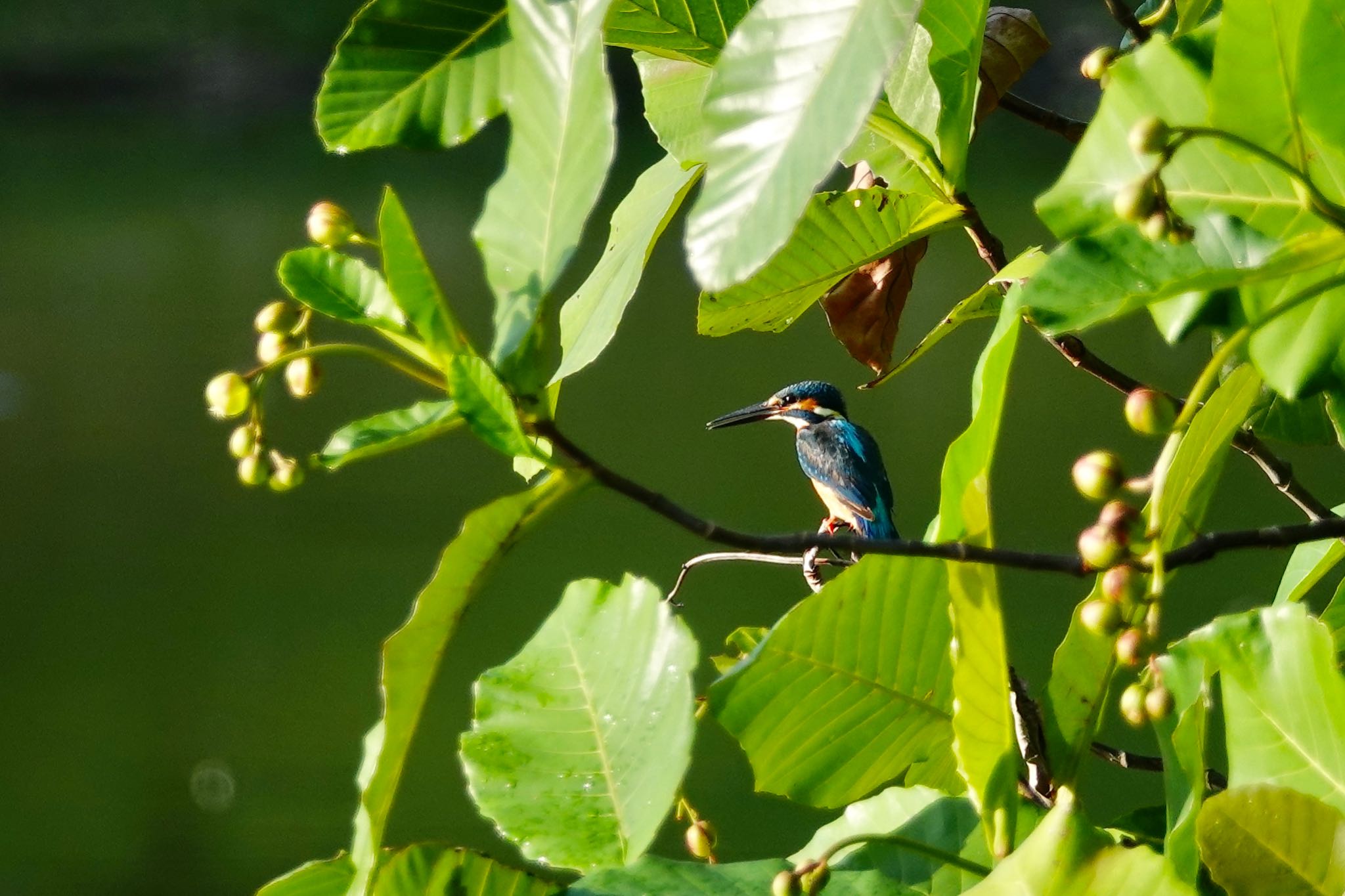 Common Kingfisher