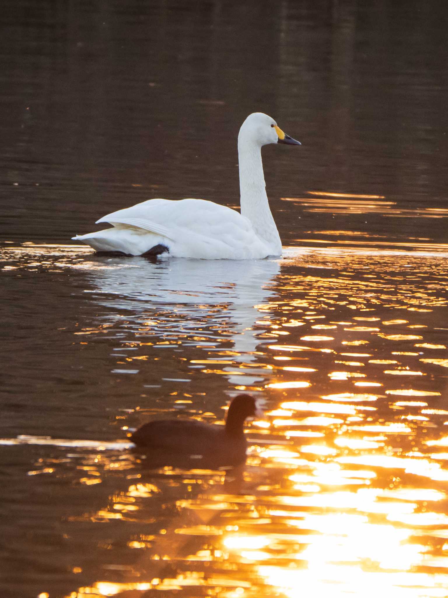 Tundra Swan