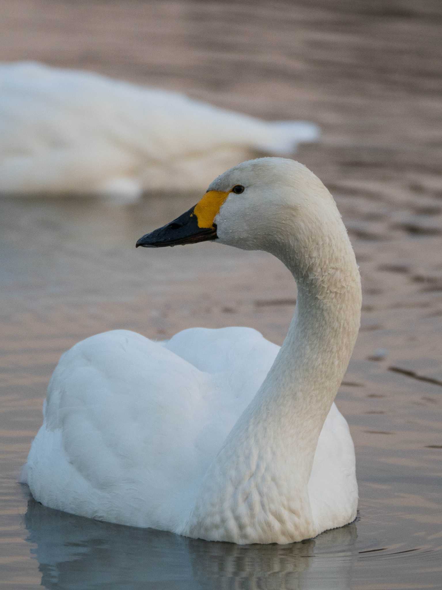 Photo of Tundra Swan at 越辺川(埼玉県川島町) by ryokawameister