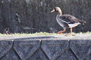 マガン 愛媛県新居浜市 2020年1月19日(日)