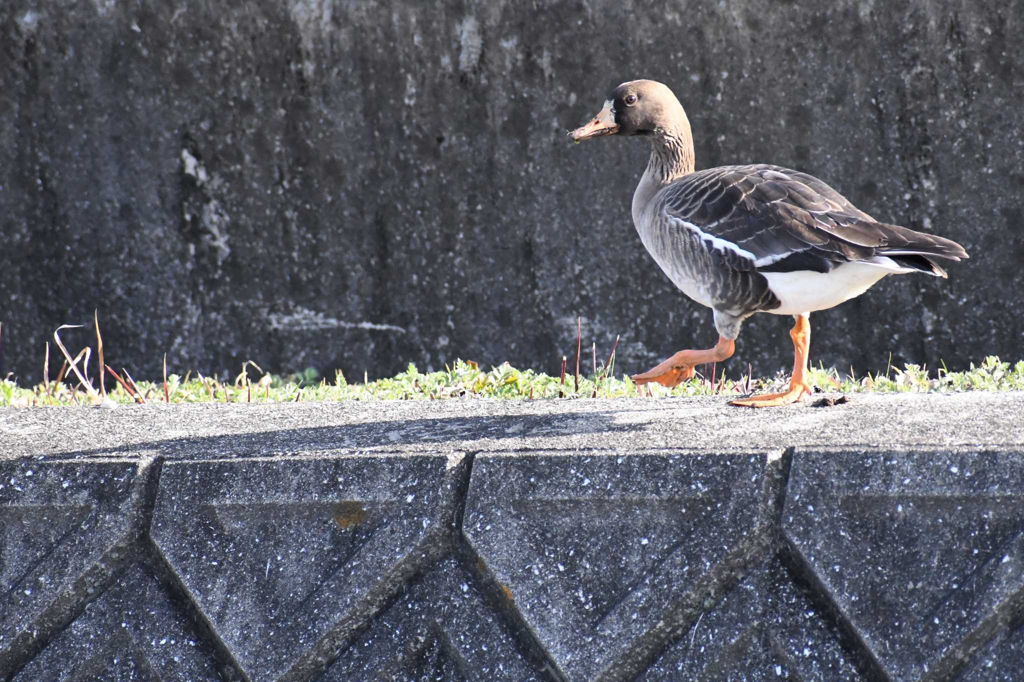 愛媛県新居浜市 マガンの写真 by でみこ