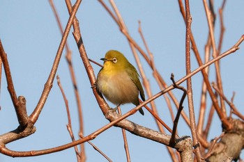 2020年1月19日(日) 熊野神社市民の森の野鳥観察記録