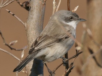 2020年1月19日(日) 多摩地区の野鳥観察記録