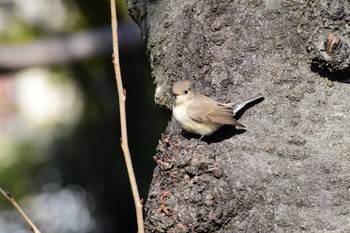 Red-breasted Flycatcher 東京都 Unknown Date