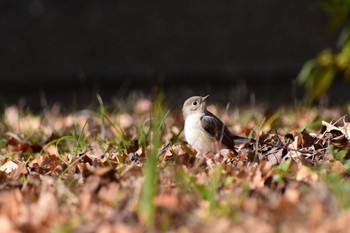 Red-breasted Flycatcher 東京都 Unknown Date