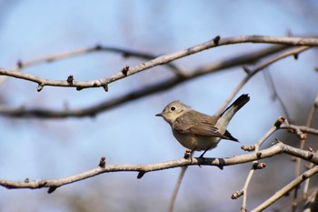 Red-breasted Flycatcher 東京都 Fri, 1/17/2020