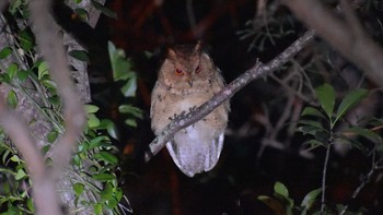 リュウキュウオオコノハズク 沖縄本島 2019年12月24日(火)