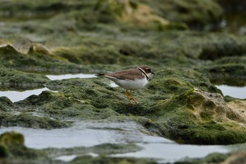 Little Ringed Plover 米須海岸 Sun, 1/19/2020