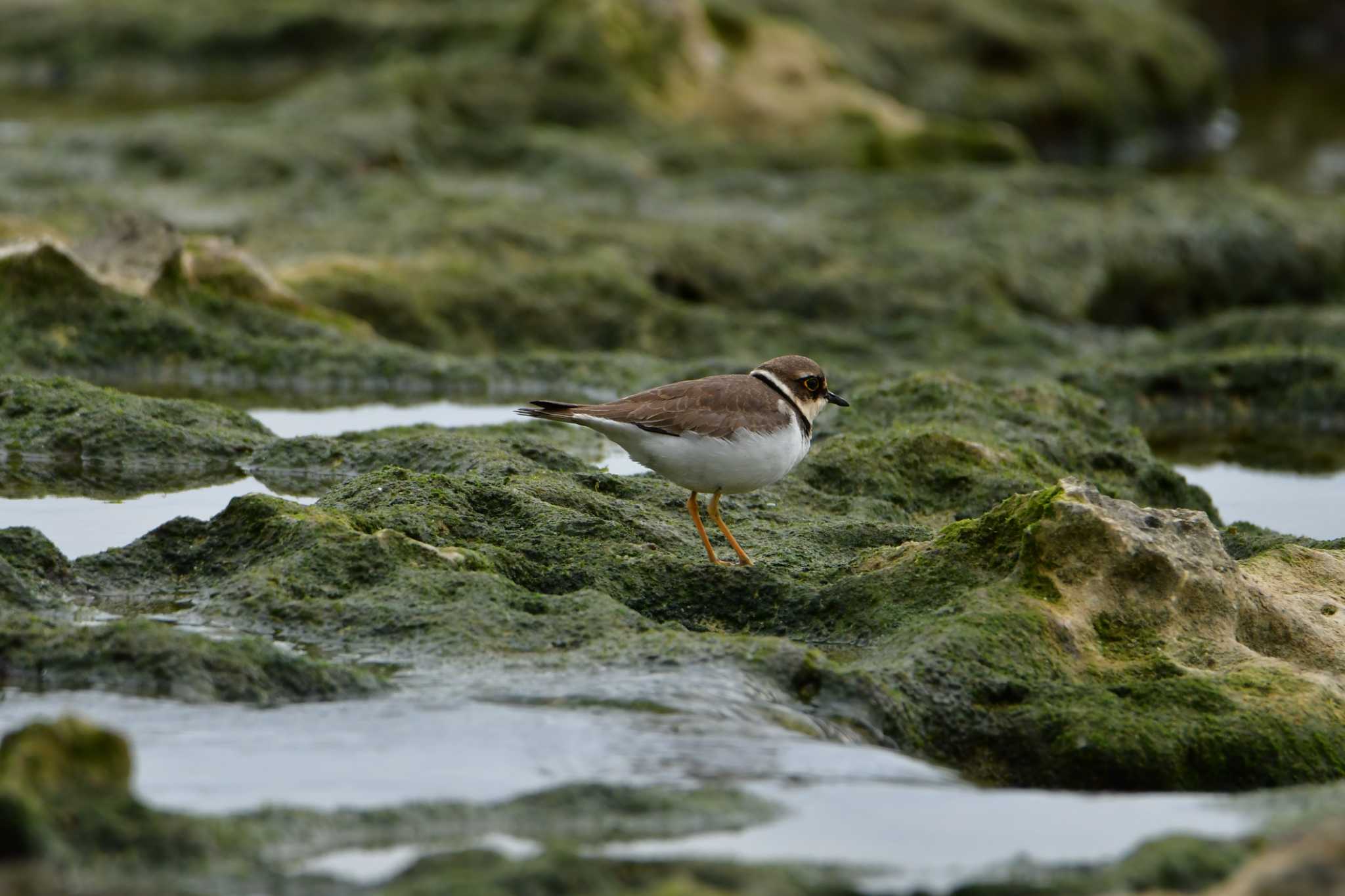 Photo of Little Ringed Plover at 米須海岸 by ashiro0817