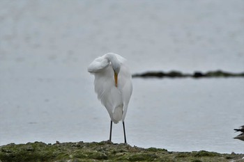 Medium Egret 米須海岸 Sun, 1/19/2020