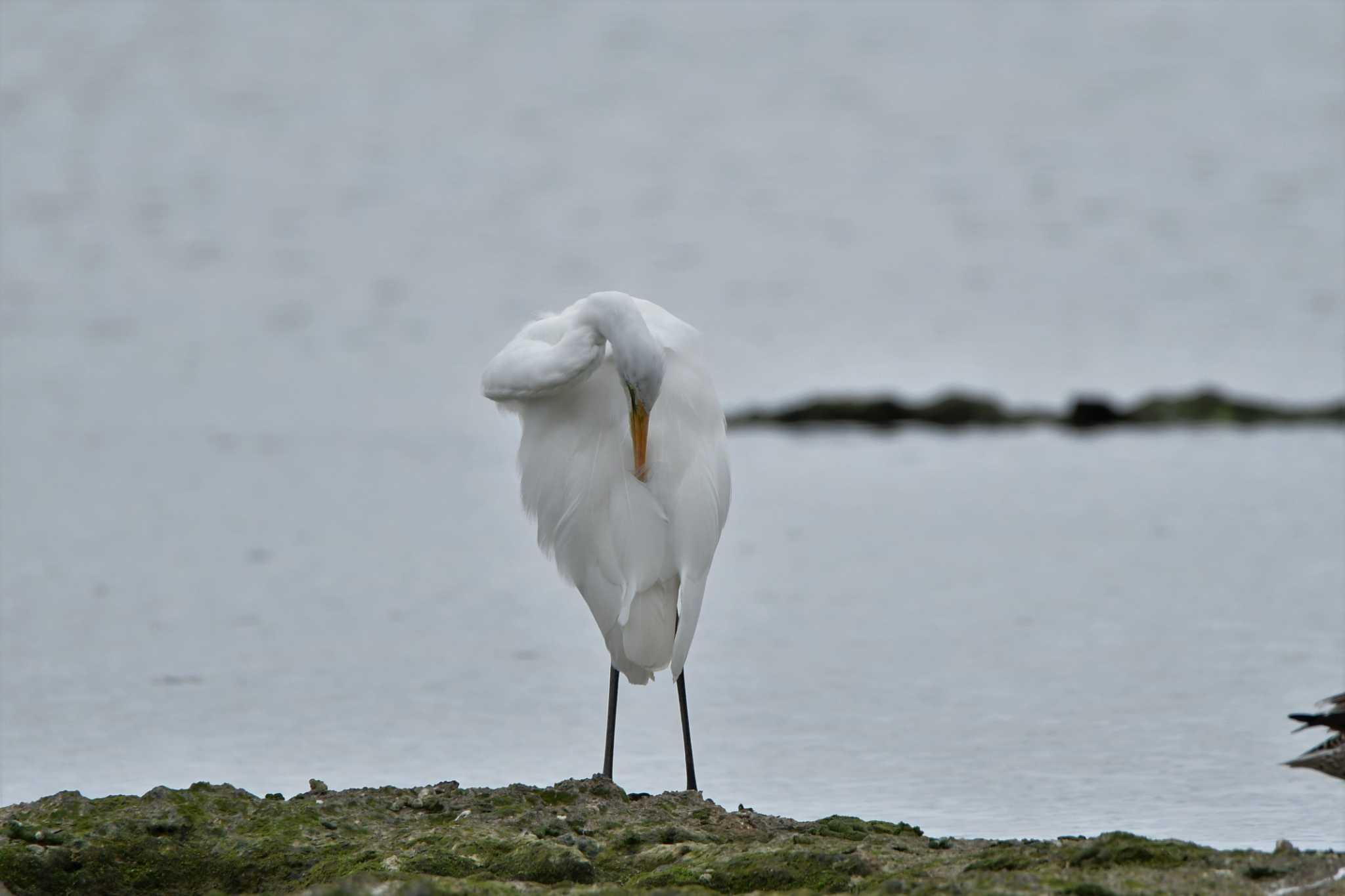 Photo of Medium Egret at 米須海岸 by ashiro0817