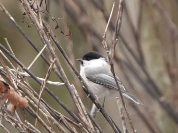 Willow Tit 設楽町 Mon, 1/20/2020