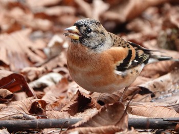 Brambling 設楽町 Mon, 1/20/2020