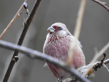 2020年1月20日(月) 早戸川林道の野鳥観察記録