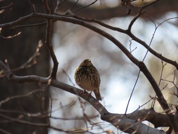 Olive-backed Pipit 千葉県 Mon, 1/13/2020