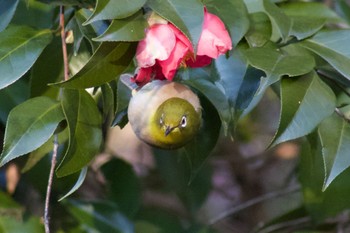 Warbling White-eye Higashitakane Forest park Mon, 1/20/2020