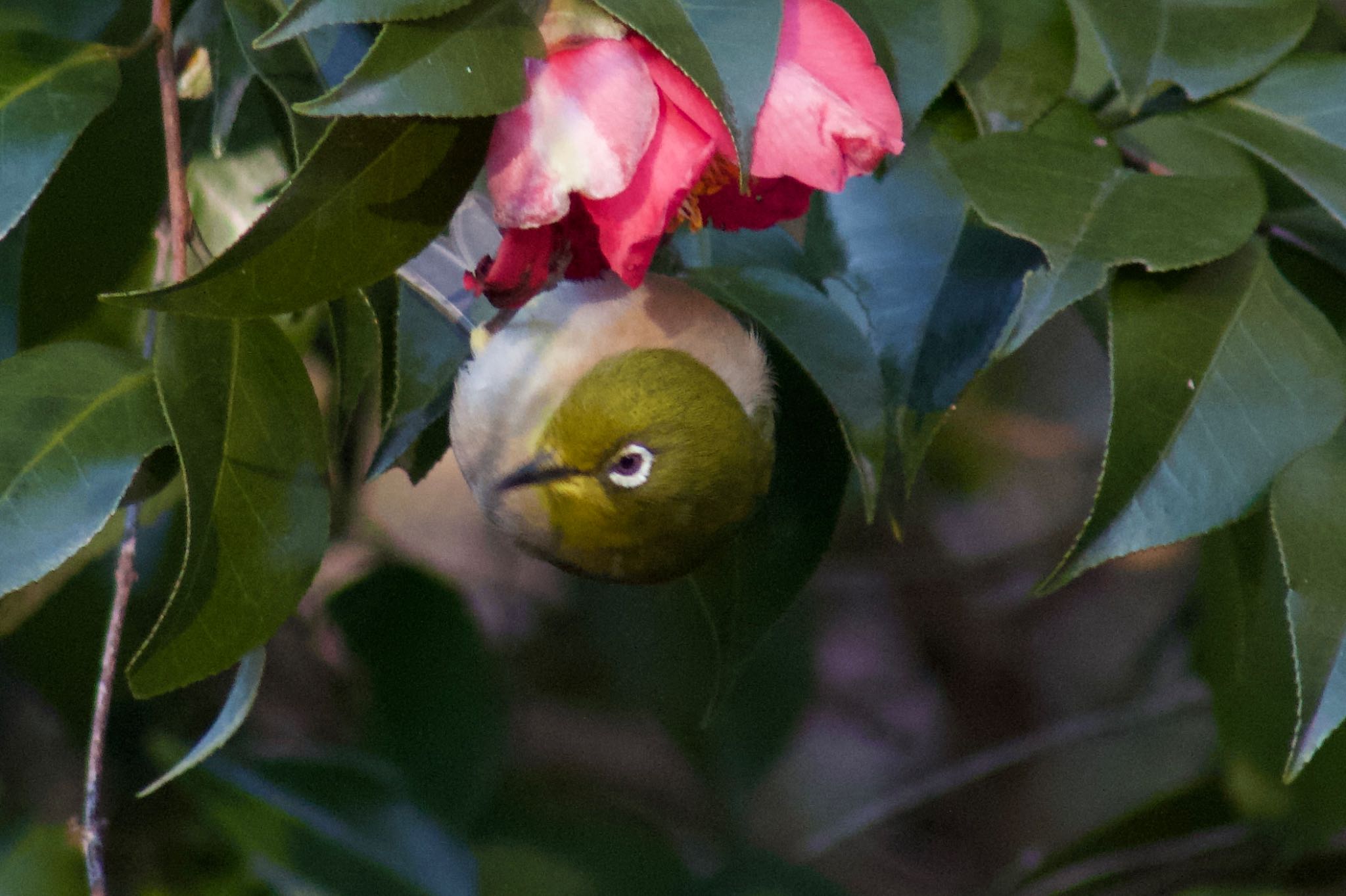 Photo of Warbling White-eye at Higashitakane Forest park by まさ