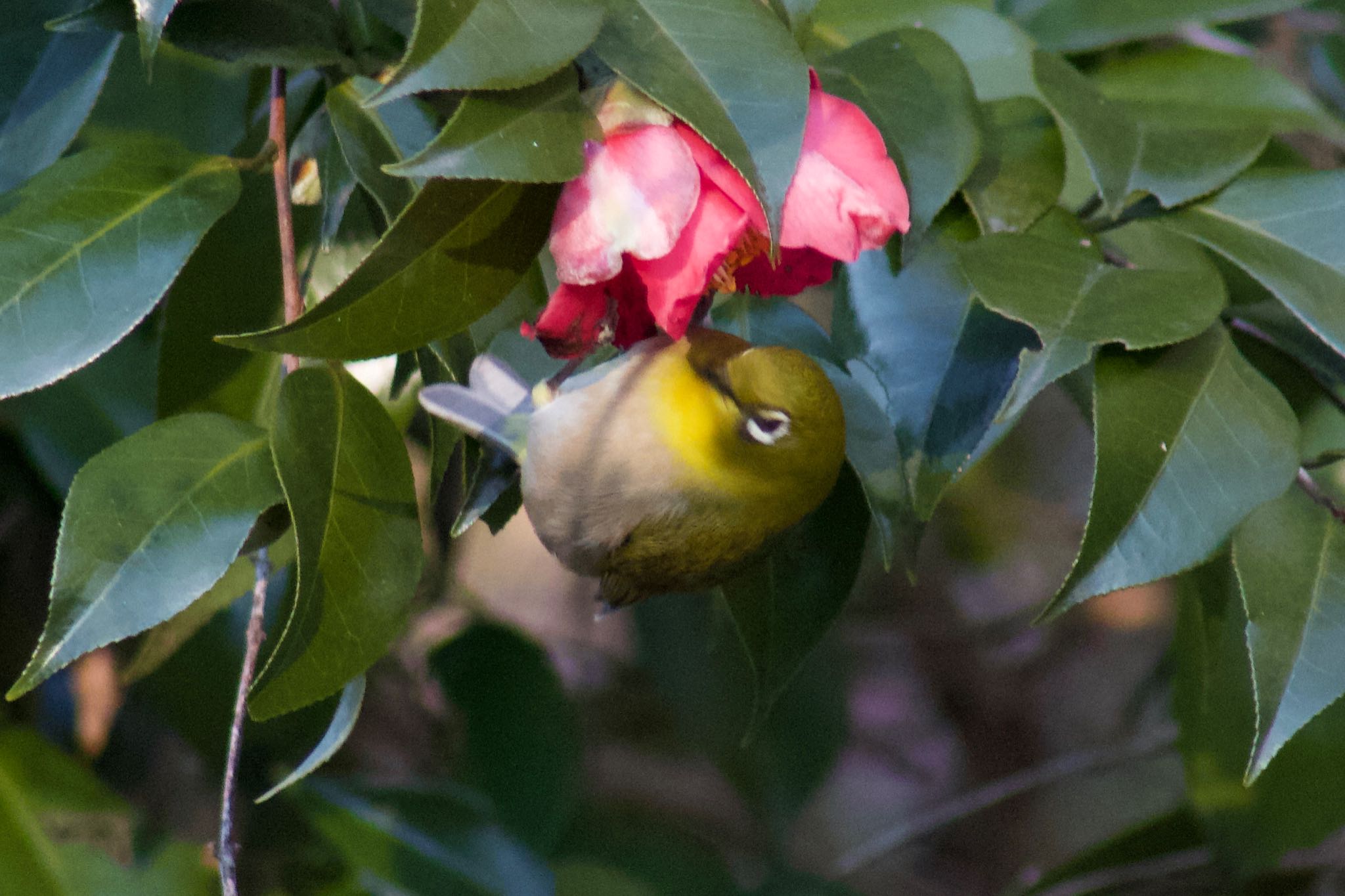 Photo of Warbling White-eye at Higashitakane Forest park by まさ