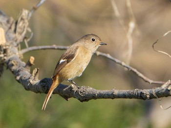 ジョウビタキ 越辺川(埼玉県川島町) 2020年1月13日(月)