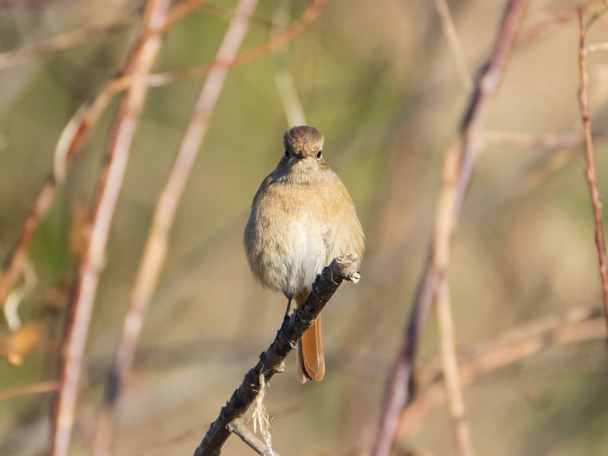 Photo of Daurian Redstart at 越辺川(埼玉県川島町) by ryokawameister