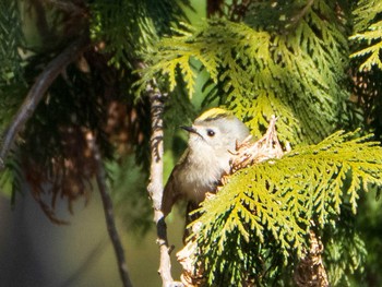 2020年1月19日(日) 六義園の野鳥観察記録