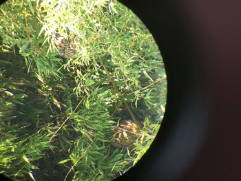 Long-eared Owl Akigase Park Sat, 12/16/2017