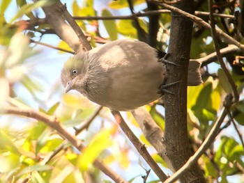 White-shouldered Starling Yatsu-higata Fri, 12/29/2017