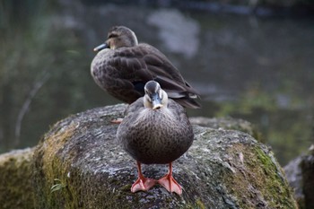 Eastern Spot-billed Duck Higashitakane Forest park Mon, 1/20/2020