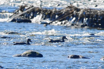 オカヨシガモ 多摩川 2020年1月6日(月)