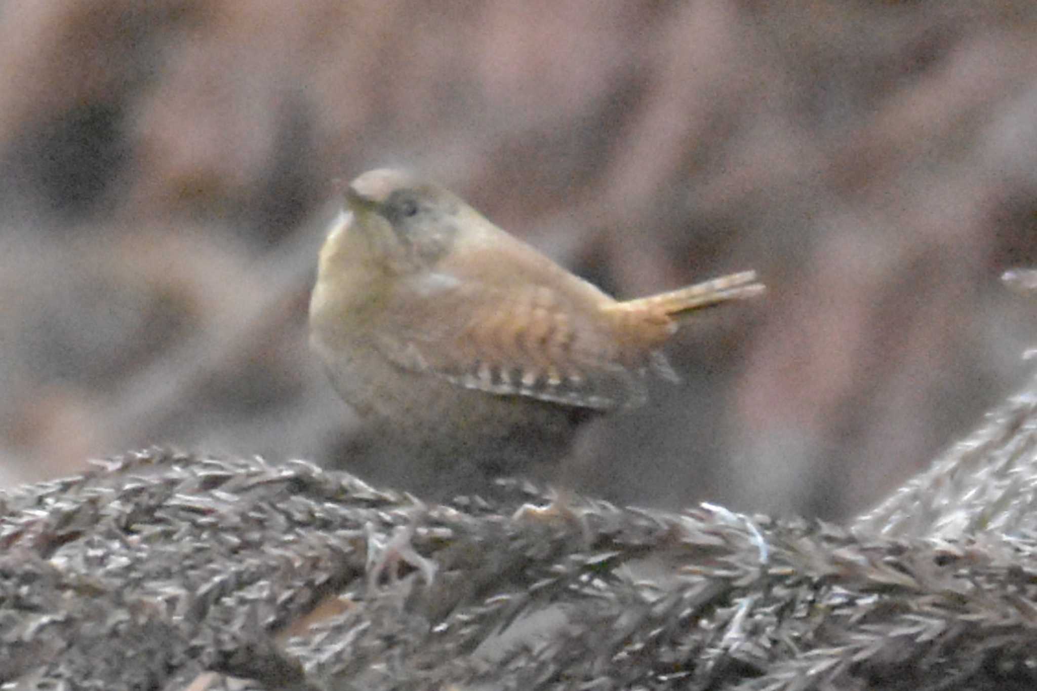 Photo of Eurasian Wren at 再度山 by Shunsuke Hirakawa