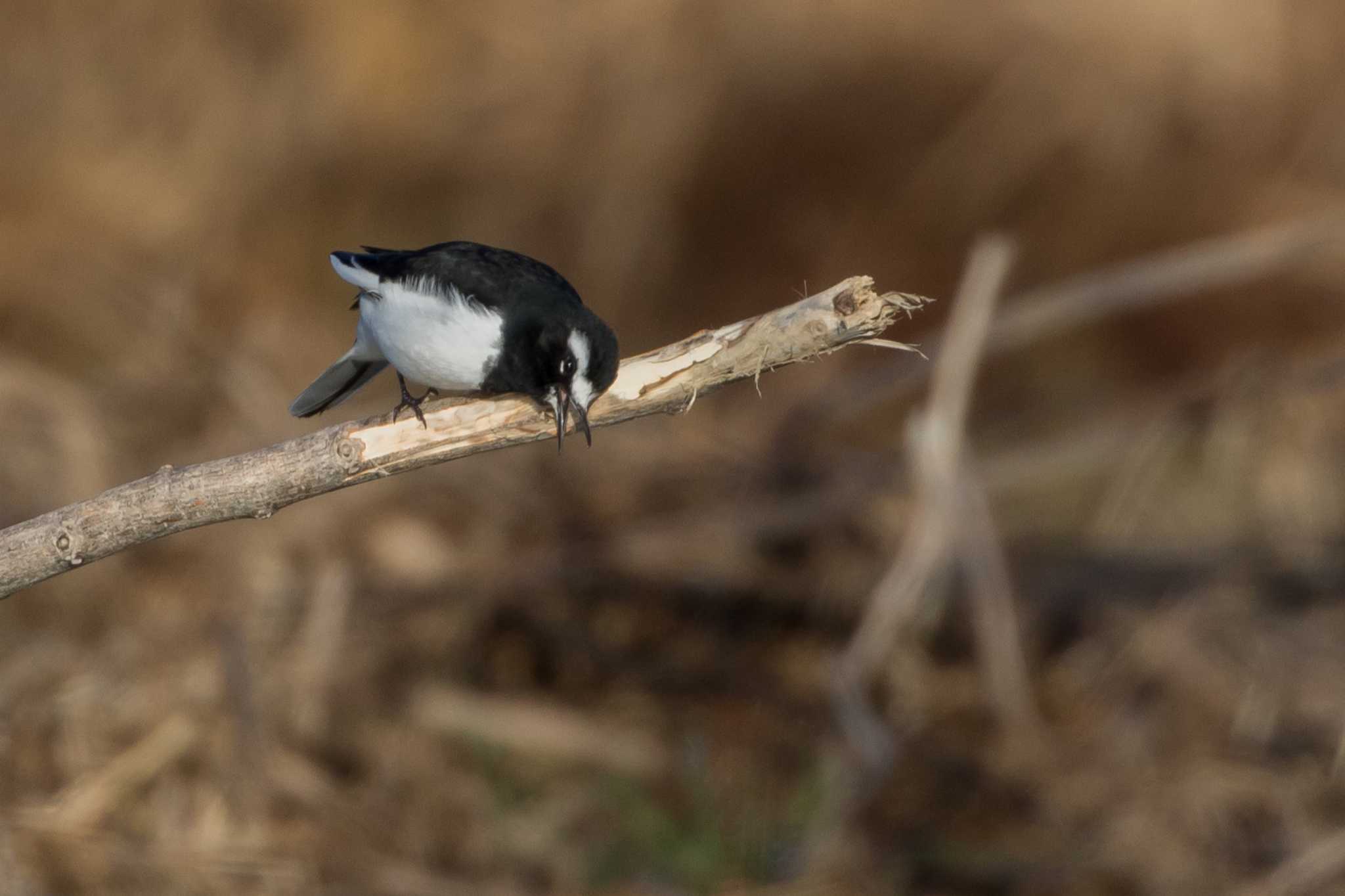 Photo of Wagtail at 多摩川 by 子宝貧乏