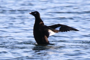 White-winged Scoter Sambanze Tideland Sun, 1/19/2020